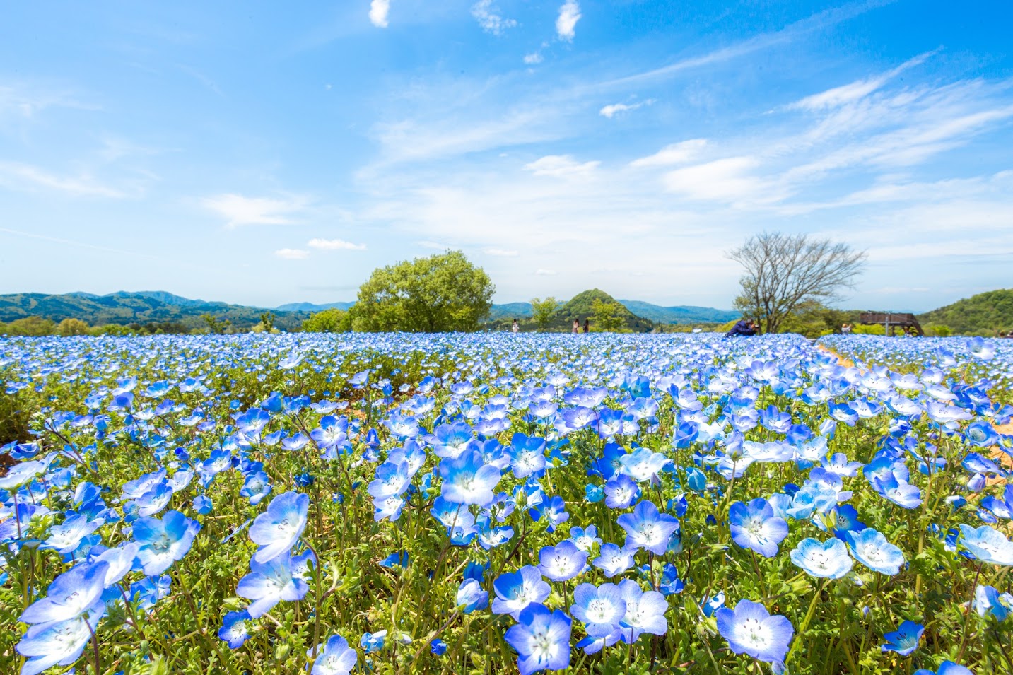 ดอกเนโมฟีลา (Nemophila) สีฟ้ากว่า 1 ล้านดอก บานอวดโฉมพร้อมกัน