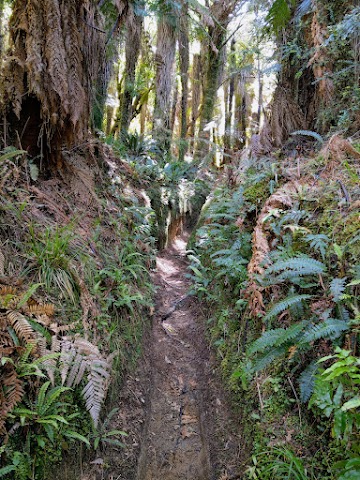 Te Urewera rainforest track