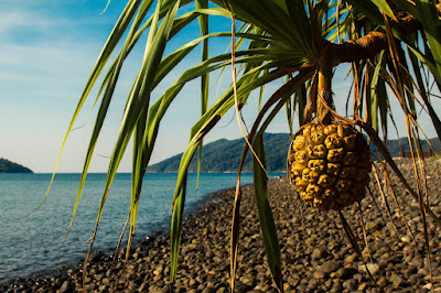 Find tropical fruits like pineapple