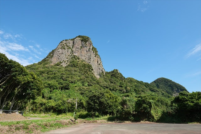 鹿児島県のソテツ自生地