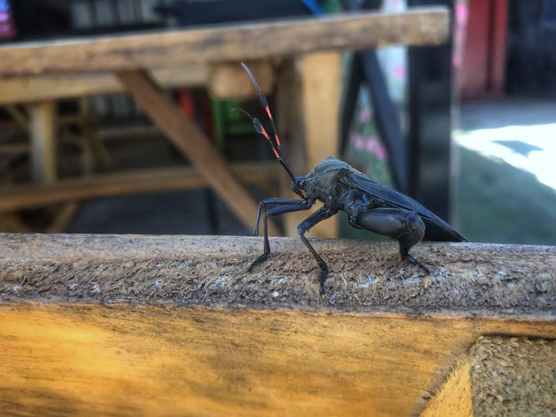 big black insect with long red-striped antennas 