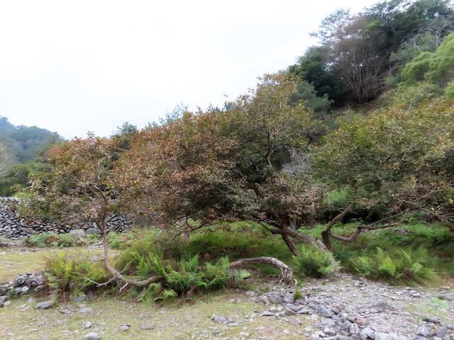 2023_八通關越道路 之 塔達芬營地~大分山屋