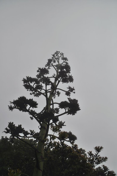 Agave posing imposingly through the fog