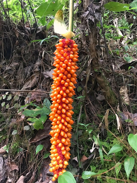 bright orange jungle plant seeds