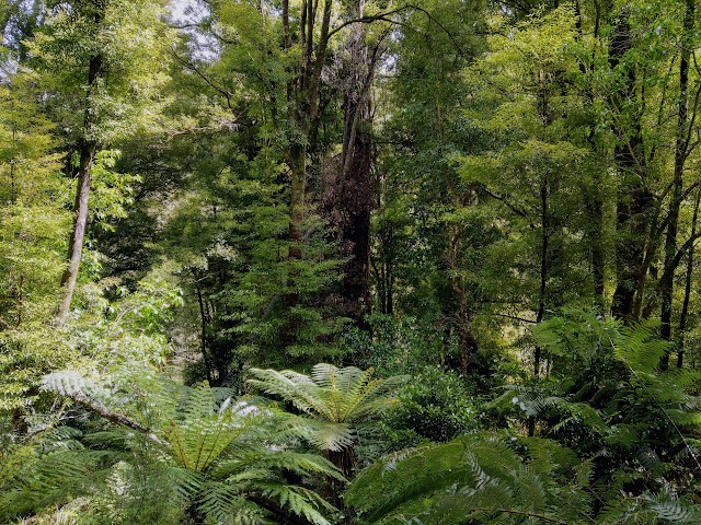 Te Urewera rainforest