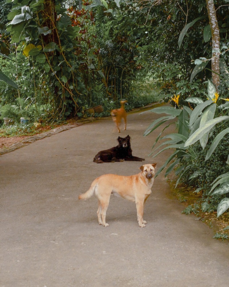 doggo trio