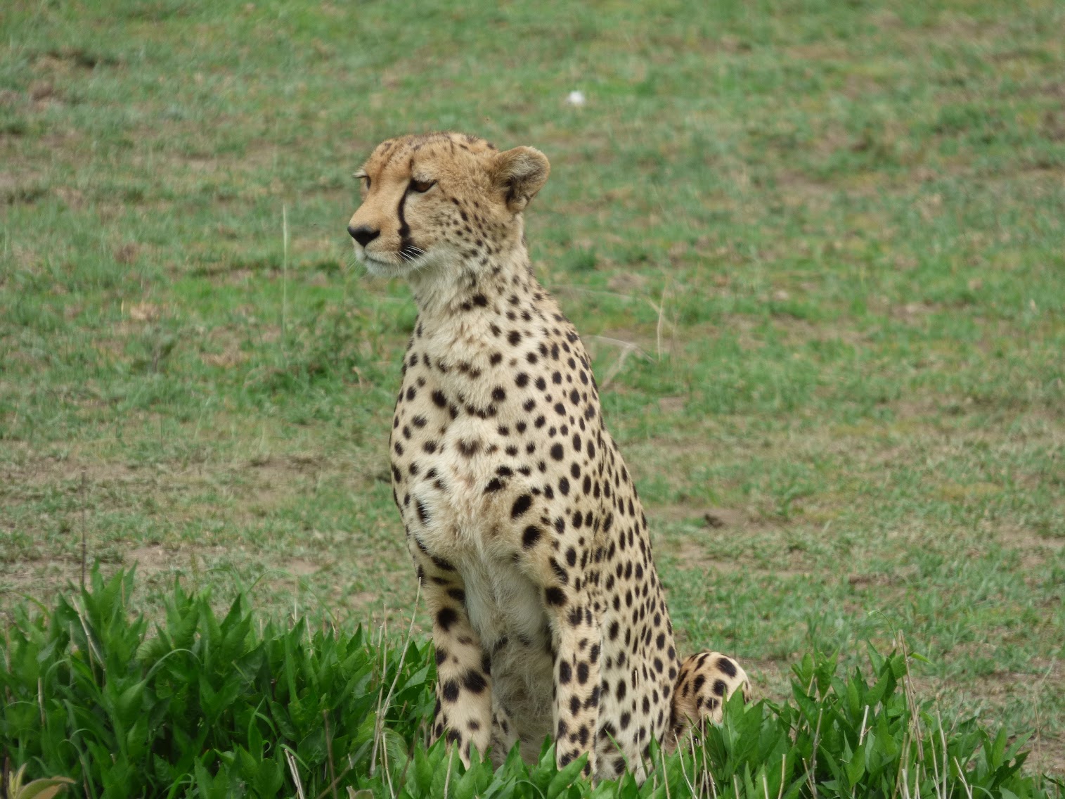 tanzanie