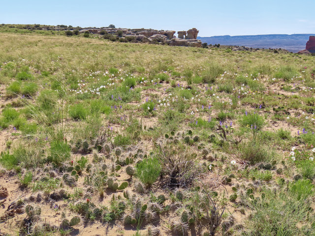 Huge cactus field and interesting rock formations