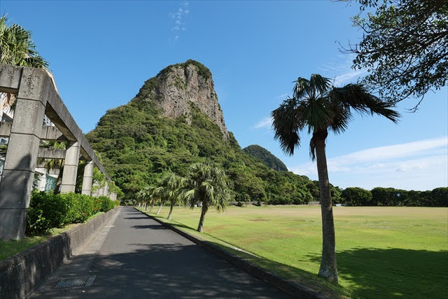 鹿児島県のソテツ自生地