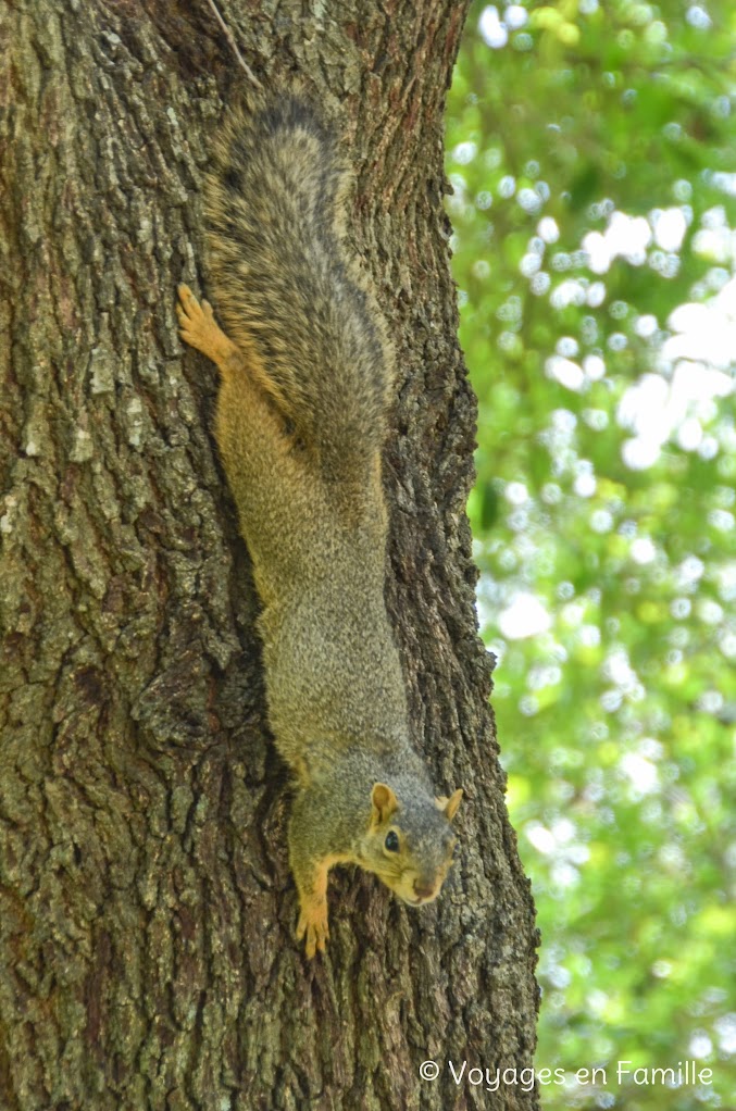 Austin - Capitole, squirrels