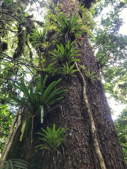 Soaring trunks and climbing plants