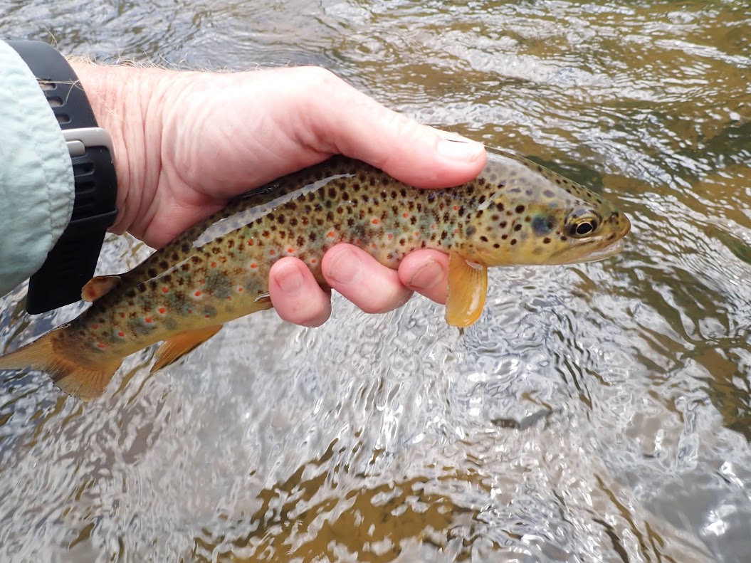 Frying Pan River  Dave Weller's Fly Fishing Blog