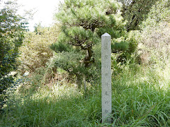 在原行平月見の松