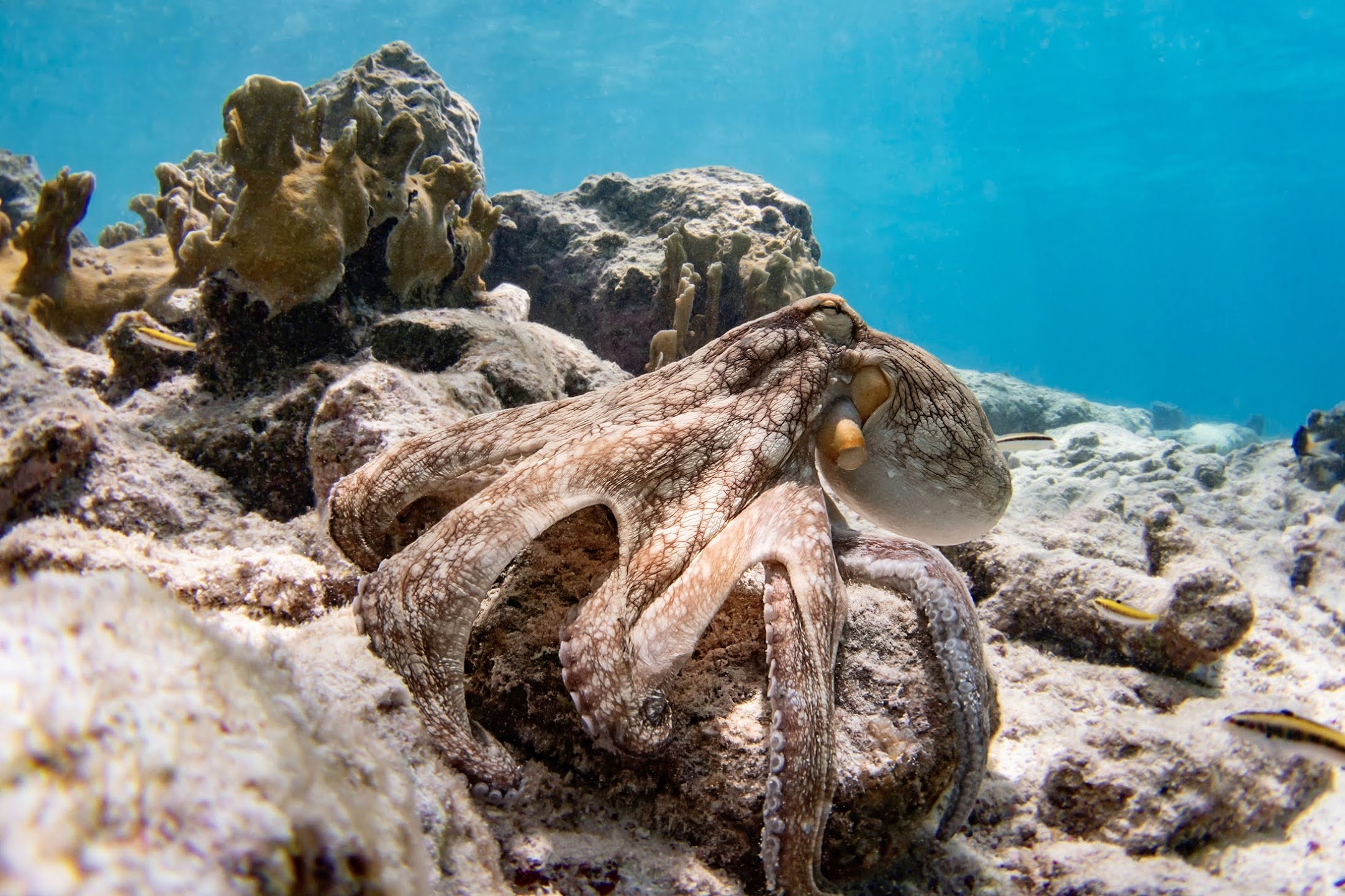 duiken-bonaire