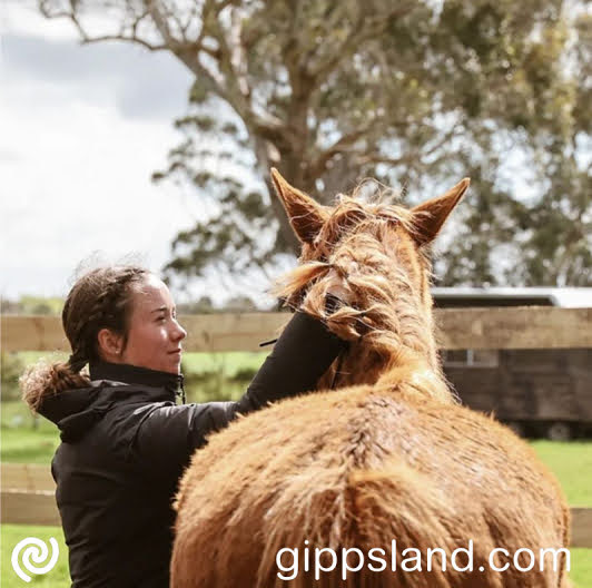 For horse lovers, look no further, you can pop over in the paddocks and hang with our 10 horses or book two horses to come with your stay or simply book an equine adventure with us