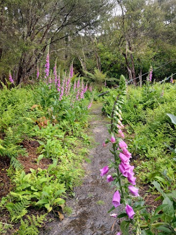 Lake Waikaremoana Track lupins