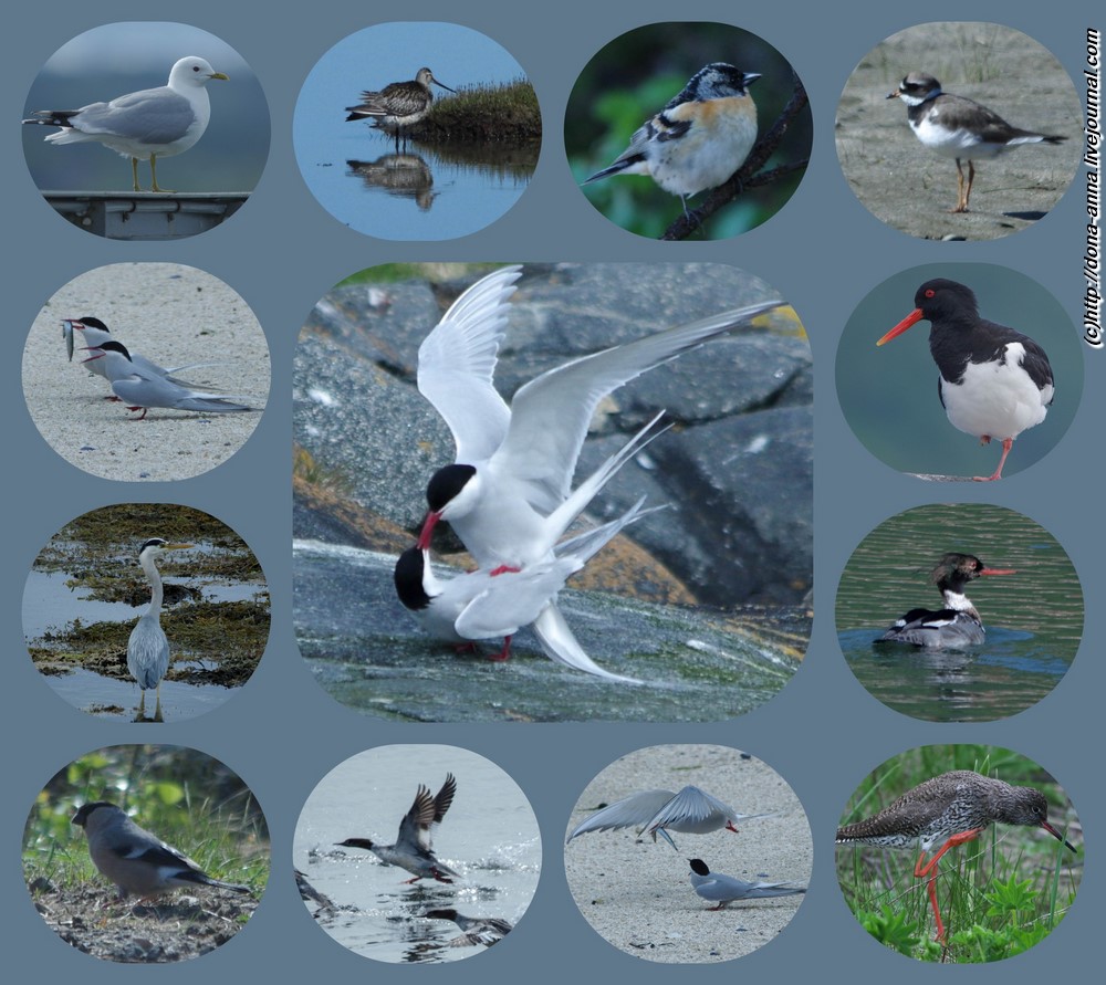 birds-collage2-a