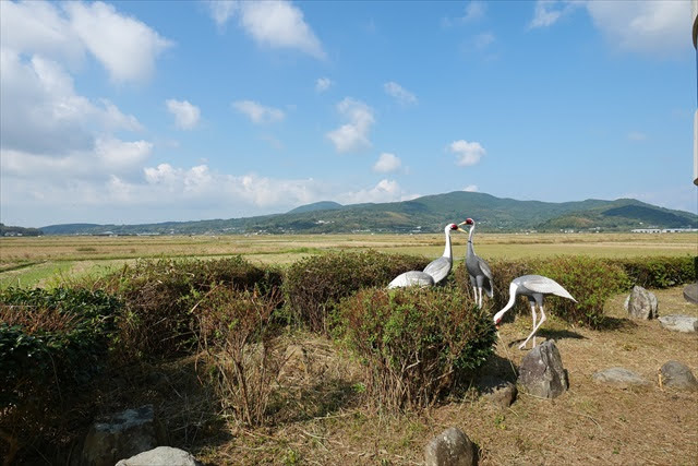 鹿児島県のツルおよびその渡来地