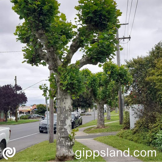 Report indicated 12 trees along Radovick Street in Korumburra, with high retention value, three with moderate, and advised removal of two for safety, now done