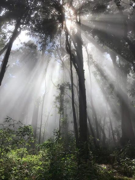 Beautiful matinal sunlight penetrating the forest canopy celaque national park