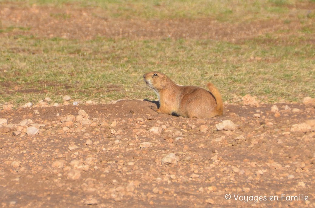 Lubbock - Prairie dog town