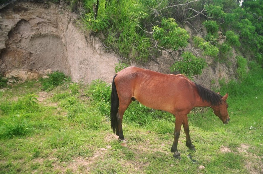 Freely grazing horse near gracias honduras