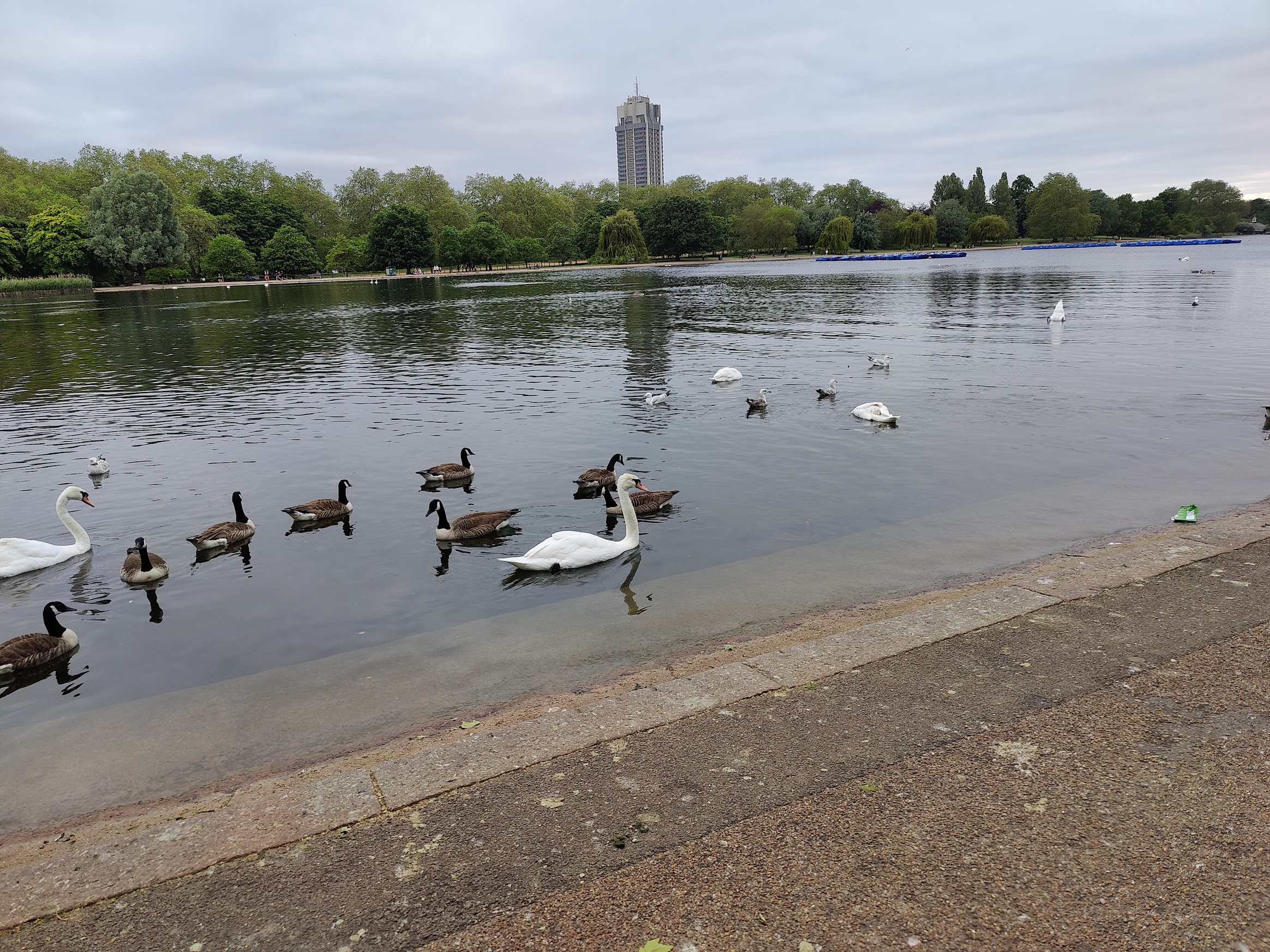 A lake in Hyde Park with swans in it