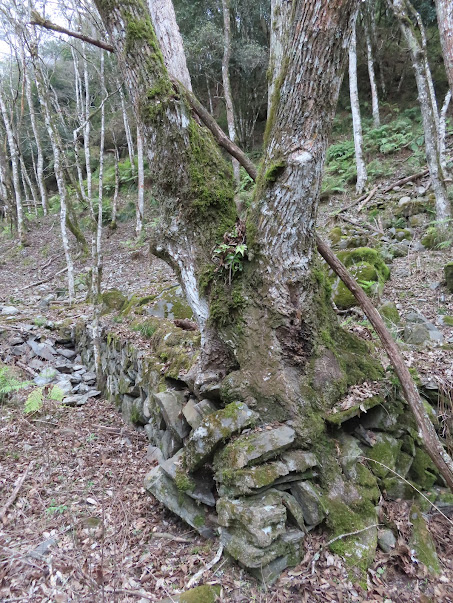 2023_八通關越道路 之 塔達芬營地~大分山屋