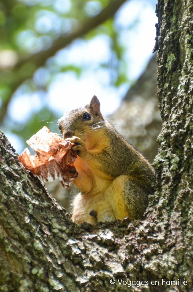 Austin - Capitole, squirrels