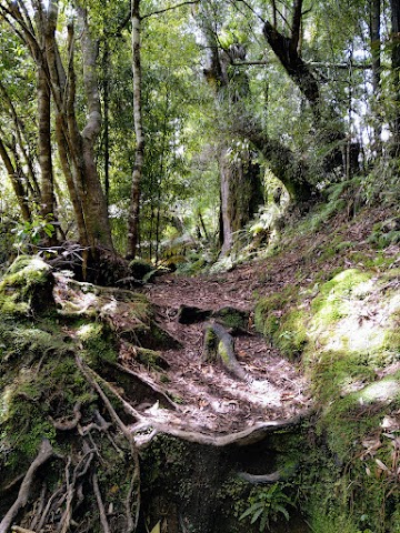 Te Urewera forest track