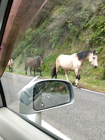 Driving to Waikaremoana via Te Urewera Rainforest Route horses