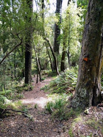 Te Urewera rainforest track