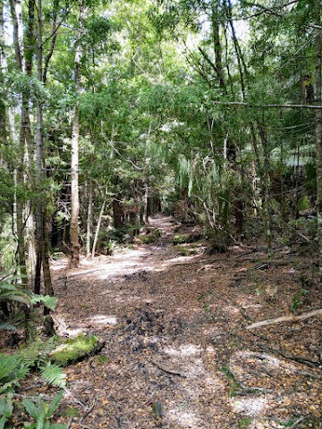 Te Urewera rainforest track