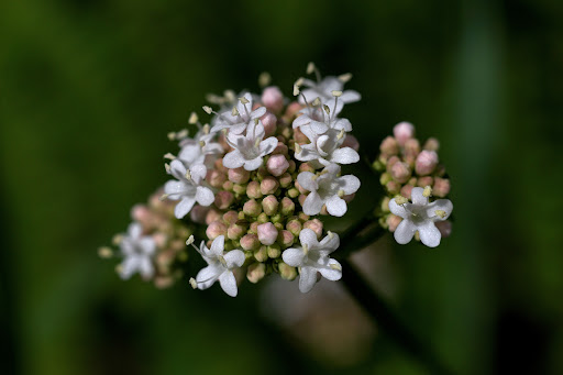 Valeriana dioica