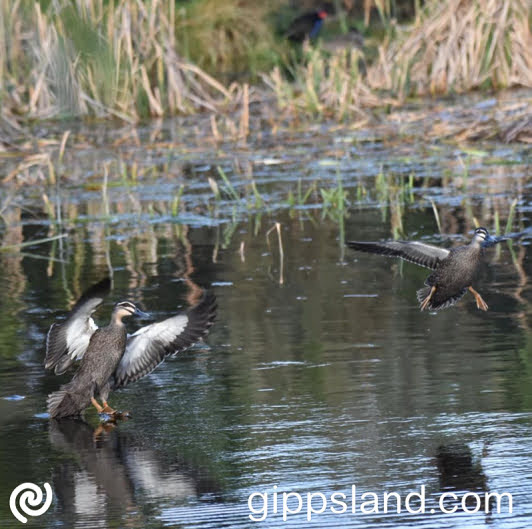 Danny O'Brien supports Gippslanders practising sustainable food harvesting, engaging in extensive environmental volunteer work, and urge the state government to preserve duck hunting