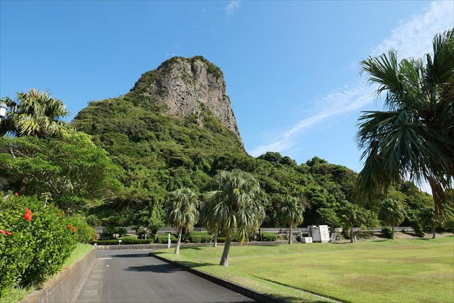 鹿児島県のソテツ自生地