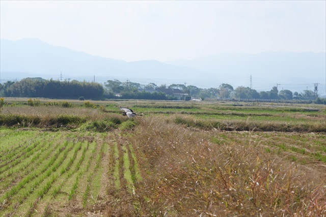 鹿児島県のツルおよびその渡来地