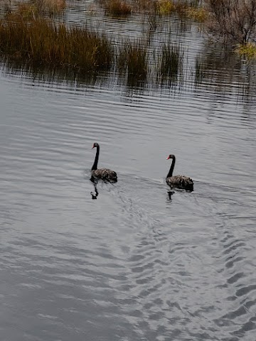 Black swans at Lake Waikaremoana