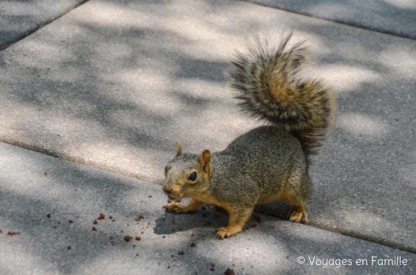 Austin - Capitole, squirrels