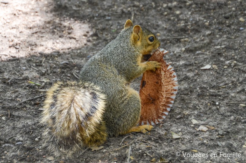 Austin - Capitole, squirrels