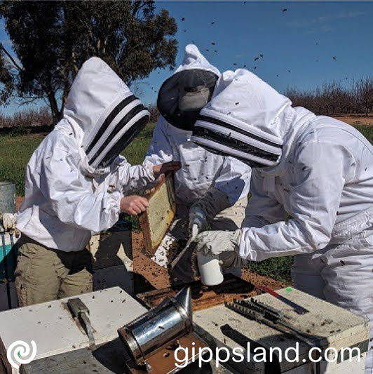 Victoria allows beekeepers in Purple Zones to relocate hives with new permits, prioritising bee health and floral resources amid Varroa mite surveillance, latest update states that Victoria remains Varroa mite free