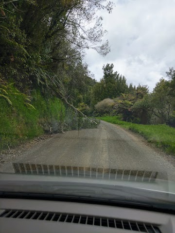 Driving to Waikaremoana via Te Urewera Rainforest Route fallen trees