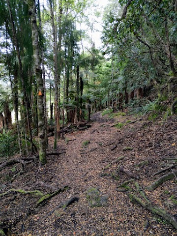 Lake Waikaremoana Great Walk Ancient Rainforest Track