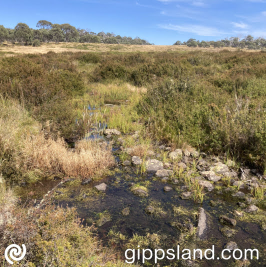 Over five years, Parks Victoria spearheaded a project spanning three regions, uniting partners, experts, and volunteers to safeguard Victoria's Alpine Peatlands