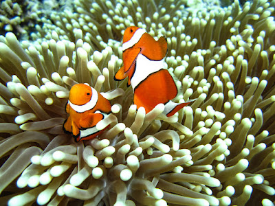 See colourful anemone fish at Koh Pueng