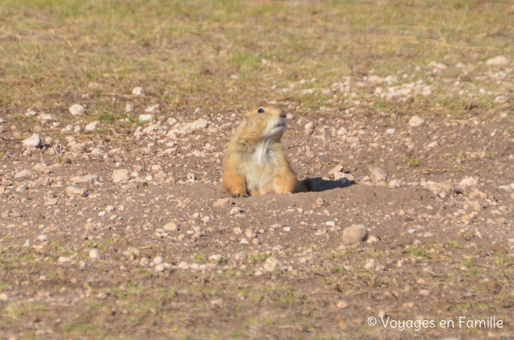 Lubbock - Prairie Dog Town