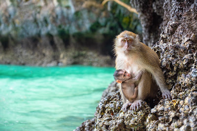 Spot crab-eating macaques