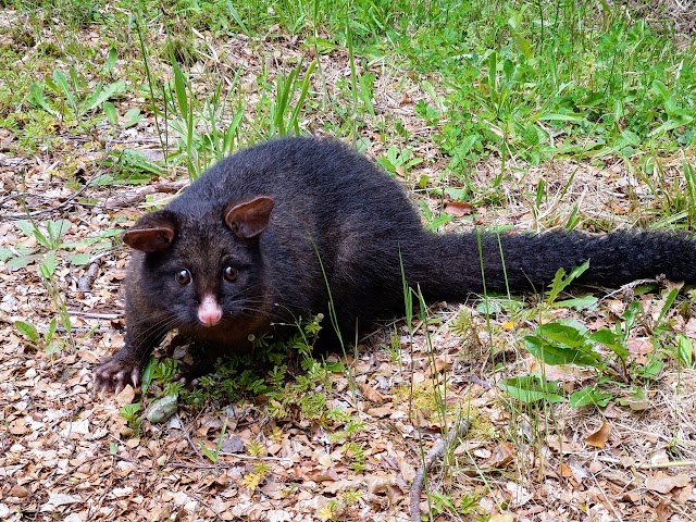 Possum pest in New Zealand