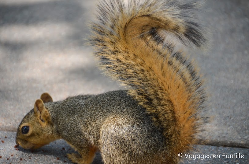 Austin - Capitole, squirrels