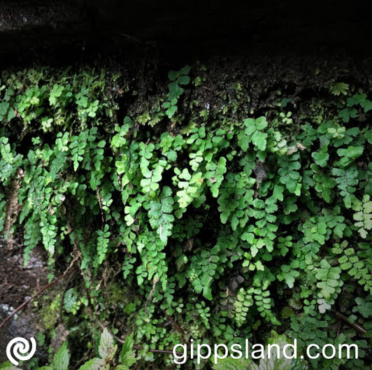 The delicate Filmy Maidenhair fern (Adiantum diaphanum) is critically endangered in Victoria and is only found in a handful of locations in the state's Strzelecki Ranges, including Sunny Creek